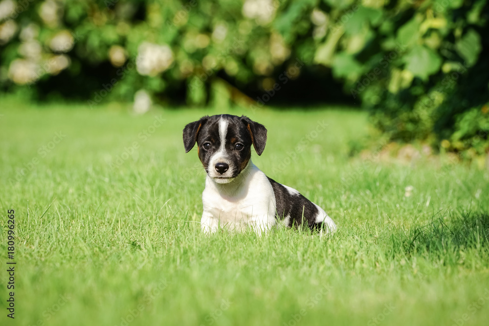 Jack- Russelwelpe sitzt allein im Gras