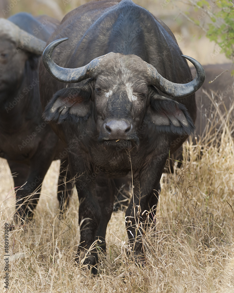 Obraz premium Cape buffalo, South Africa