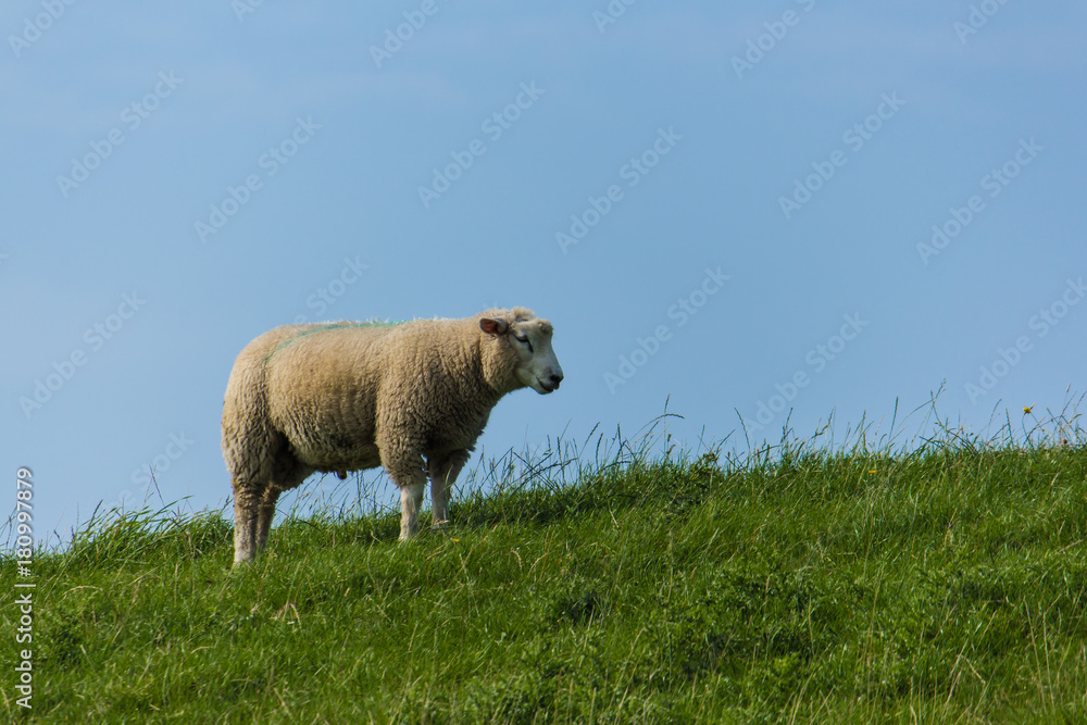 Obraz premium Schaf