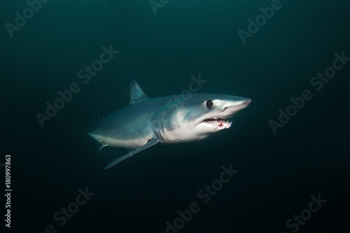 Mako shark, Isurus oxyrinchus, Atlantic ocean, Simon's Town, South Africa © prochym