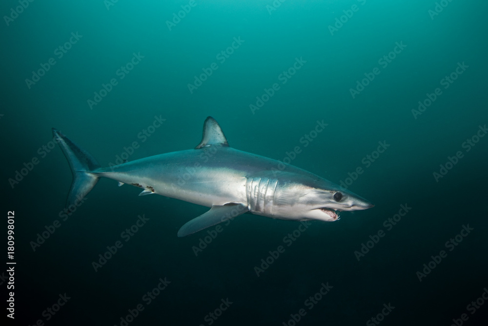 Fototapeta premium Mako shark, Isurus oxyrinchus, Atlantic ocean, Simon's Town, South Africa