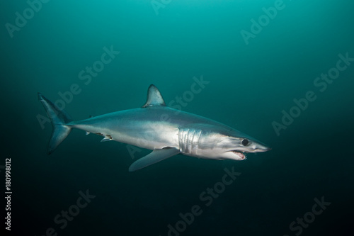 Mako shark, Isurus oxyrinchus, Atlantic ocean, Simon's Town, South Africa