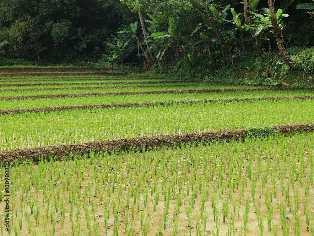Fall tree roots in the forest with green foliage and paths of rice fields and waters
Fall tree roots in the forest with green foliage and paths of rice fields and waters