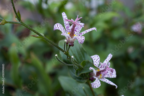 Japanese toad lily Tricyrtis hirta two blossoms, space for text, horizontal aspect photo