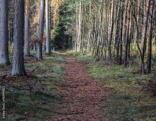 Forest in autumn  Utrechtse heuvelrug