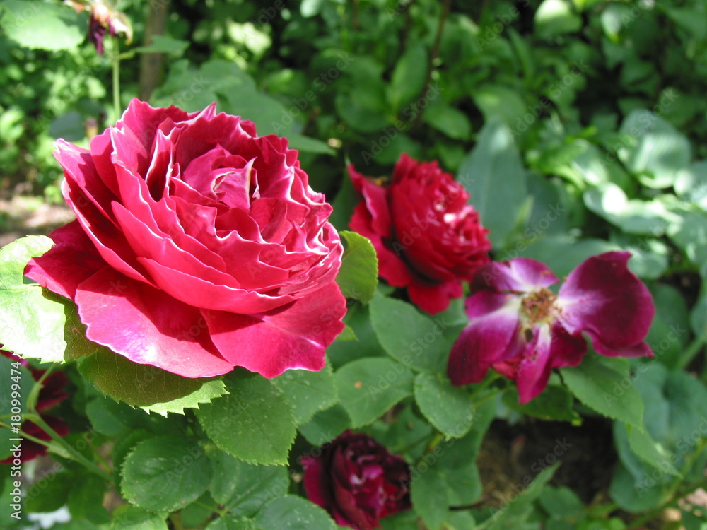 Rosenblüte 08 Rosenblüte 08