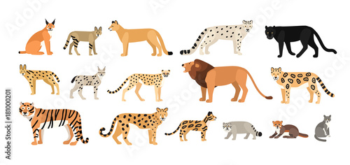 Collection of different wild and domestic cats. Exotic animals of Felidae family isolated on white background. Bundle of cute cartoon characters. Flat colorful zoological vector illustration.