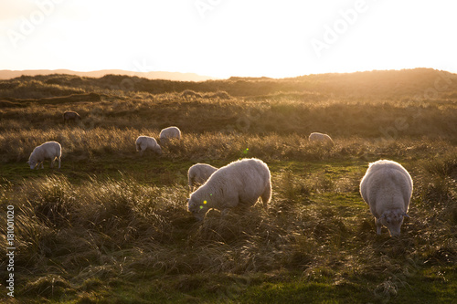 sheep in the evening sun