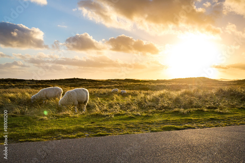 sheep on a scenic meadow
