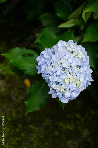 Close-up blue hortensia flower blooms in garden