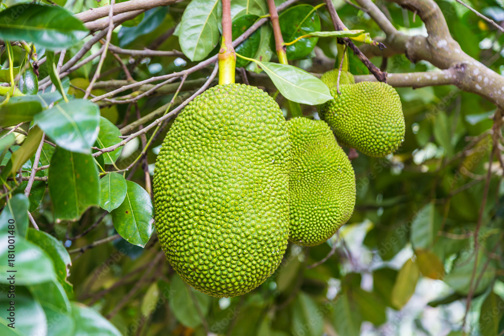 Big jackfruit hanging on its tree Big jackfruit hanging on its tree