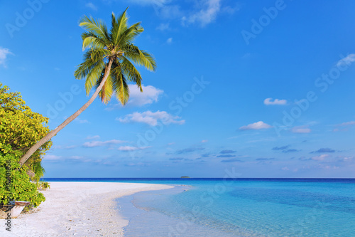 ideal baech with perfect palmtree
