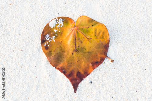 herzförmiges blatt an einsamen strand
