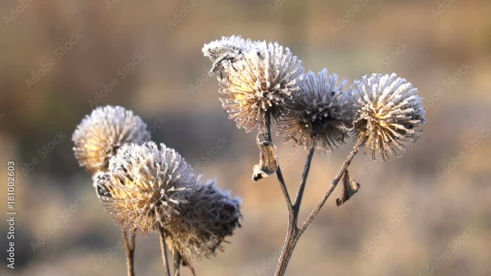 the first frost on dry thistle close up the first frost on dry thistle close up