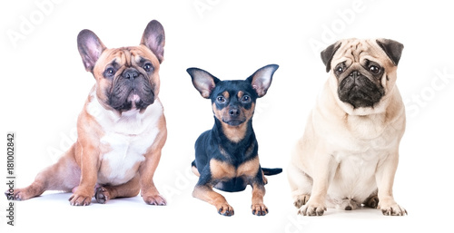 Three dogs on a white background  isolated. French Bulldog  Pug and Toy Terrier.