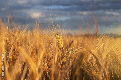 Golden wheat field 