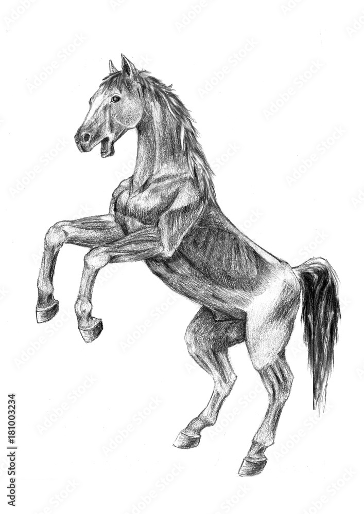 Fototapeta Thi is realistic sketches anatomy of the horse. It's a sketch wildvile horse-drawn pencil.The horse is jumping.