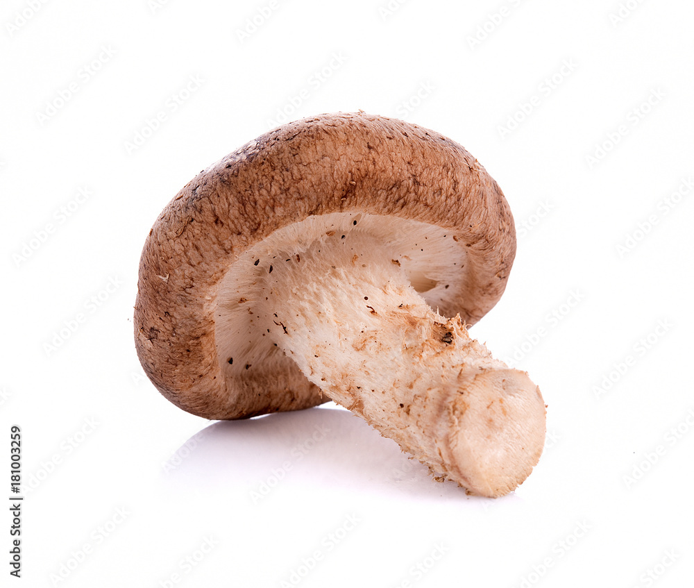 Shiitake mushroom on the White background Shiitake mushroom on the White background