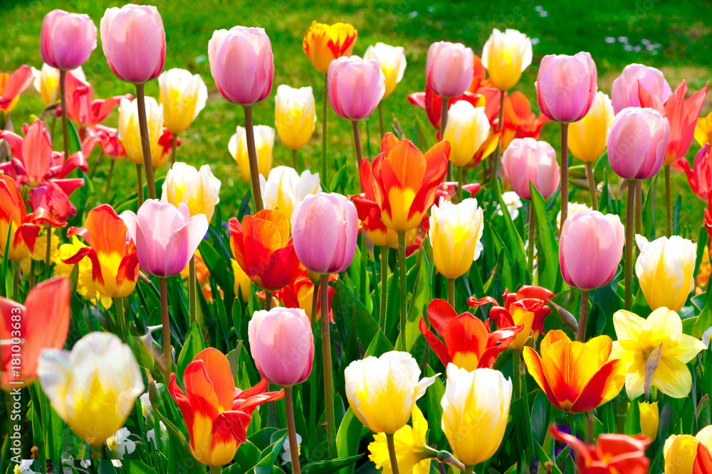 Tulips Tulips