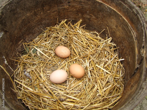 fresh chicken eggs with nest,A pile of brown eggs in a nest