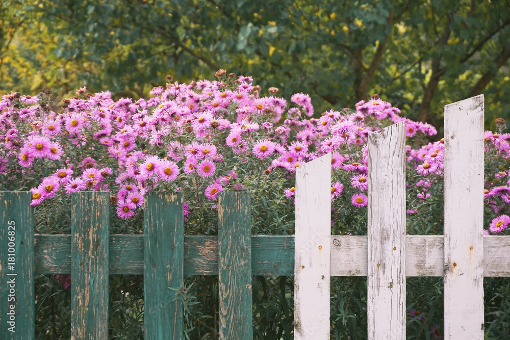 Wooden rustic fence against the background of pink flowers of phlox. Wooden rustic fence against the background of pink flowers of phlox.