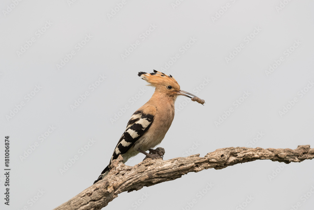 Obraz premium Hoopoe