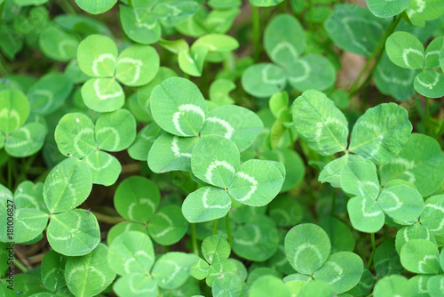 green clover background