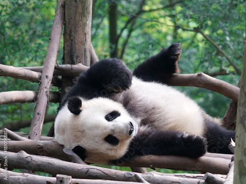 Fototapeta Naklejka Na Ścianę i Meble -  Giant panda sleeping under noon sunlight