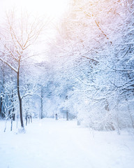 Tableau sur plexiglas Hiver Allée givrée et promeneuse au loin  © Laura Pashkevich