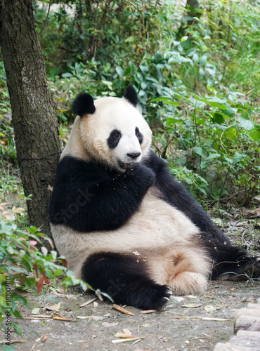 Giant panda sitting outdoor eating lunch