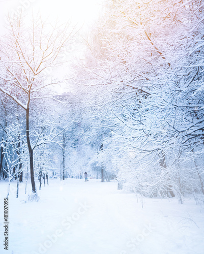 Beautiful alley in the park in winter with trees covered with snow and hoarfrost. Girl in distance walking with a dog. Beautiful artistic image of winter. Tinted blue and pink.