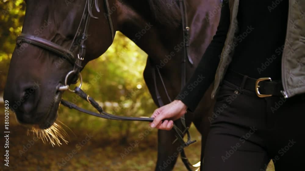 Closeup view of unrecognizable woman's hand holding leather strap of saddle while walking with a stunning brown horse with white spot on forehead in the forest during sunny day in autumn Closeup view of unrecognizable woman's hand holding leather strap of saddle while walking with a stunning brown horse with white spot on forehead in the forest during sunny day in autumn