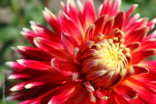 Fototapeta Naklejka Na Ścianę i Meble -  red dahlia flower akita