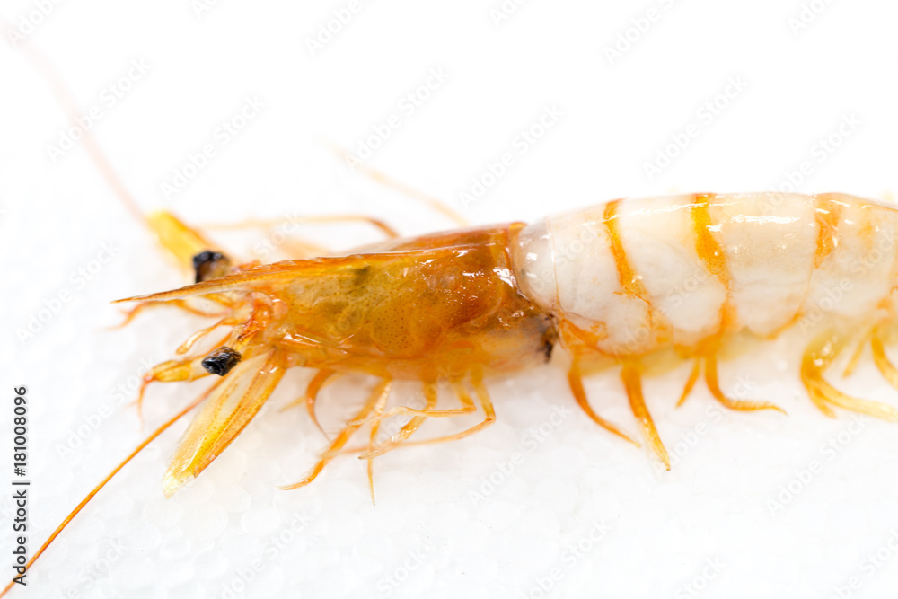 Exemplar of Macrobrachium rosenbergii, also known as the giant river prawn or giant freshwater prawn for education. Exemplar of Macrobrachium rosenbergii, also known as the giant river prawn or giant freshwater prawn for education.