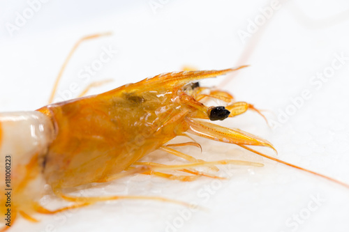 Exemplar of Macrobrachium rosenbergii, also known as the giant river prawn or giant freshwater prawn for education. photo