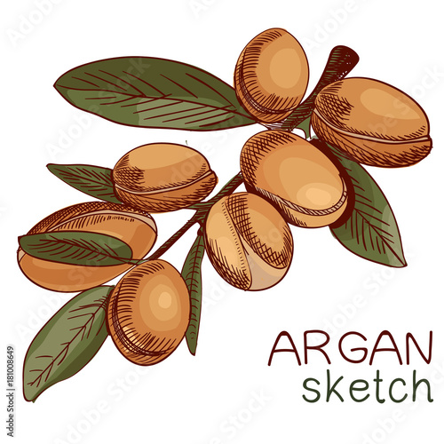 Hand drawn argan, branch sketch. Colored.
