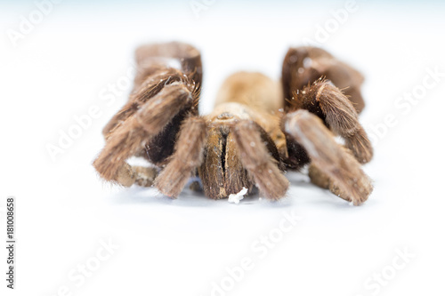 Exemplar of Haplopelma minax, Cyriopagopus is a genus of spiders in the family Theraphosidae (tarantulas) for education. photo