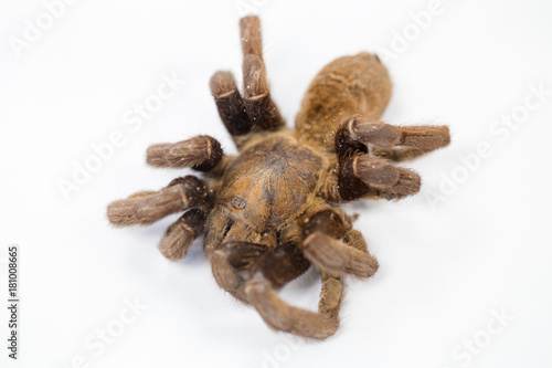 Exemplar of Haplopelma minax, Cyriopagopus is a genus of spiders in the family Theraphosidae (tarantulas) for education. photo