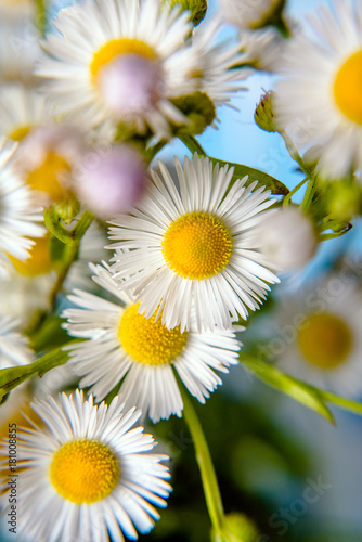 A bouquet of white daisies close-up 