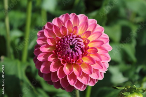 Fototapeta Naklejka Na Ścianę i Meble -  pink dahlia flower pink suffusion