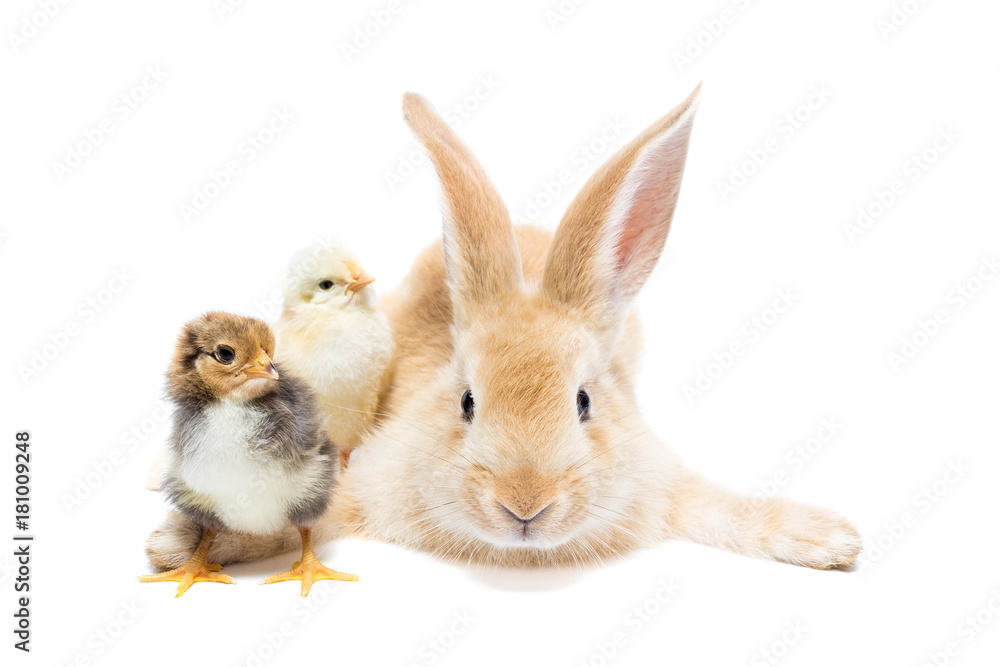 Rabbit and chicken