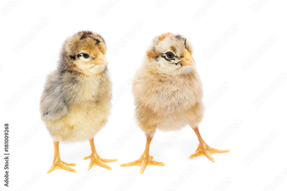 Two chickens on white background Two chickens on white background