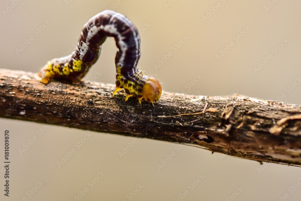 Caterpillar walking on tree branch beside canal,selective focus.