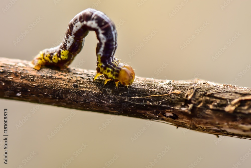 Fototapeta premium Caterpillar walking on tree branch beside canal,selective focus.
