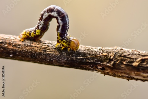 Caterpillar walking on tree branch beside canal selective focus.