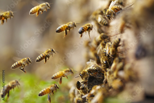 flock of bees flying near the beehive Fototapeta