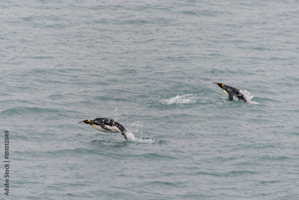 Fototapeta premium King penguins swimming in the water
