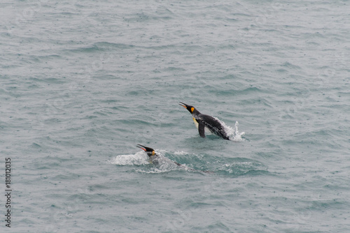King penguins swimming in the water