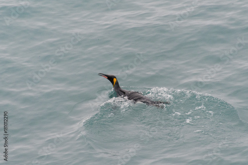 King penguins swimming in the water