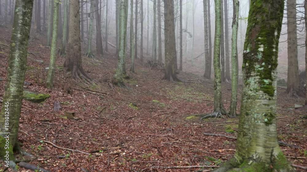 Walking in a spring forest misty morning, 4k
Walking in a spring forest misty morning, 4k